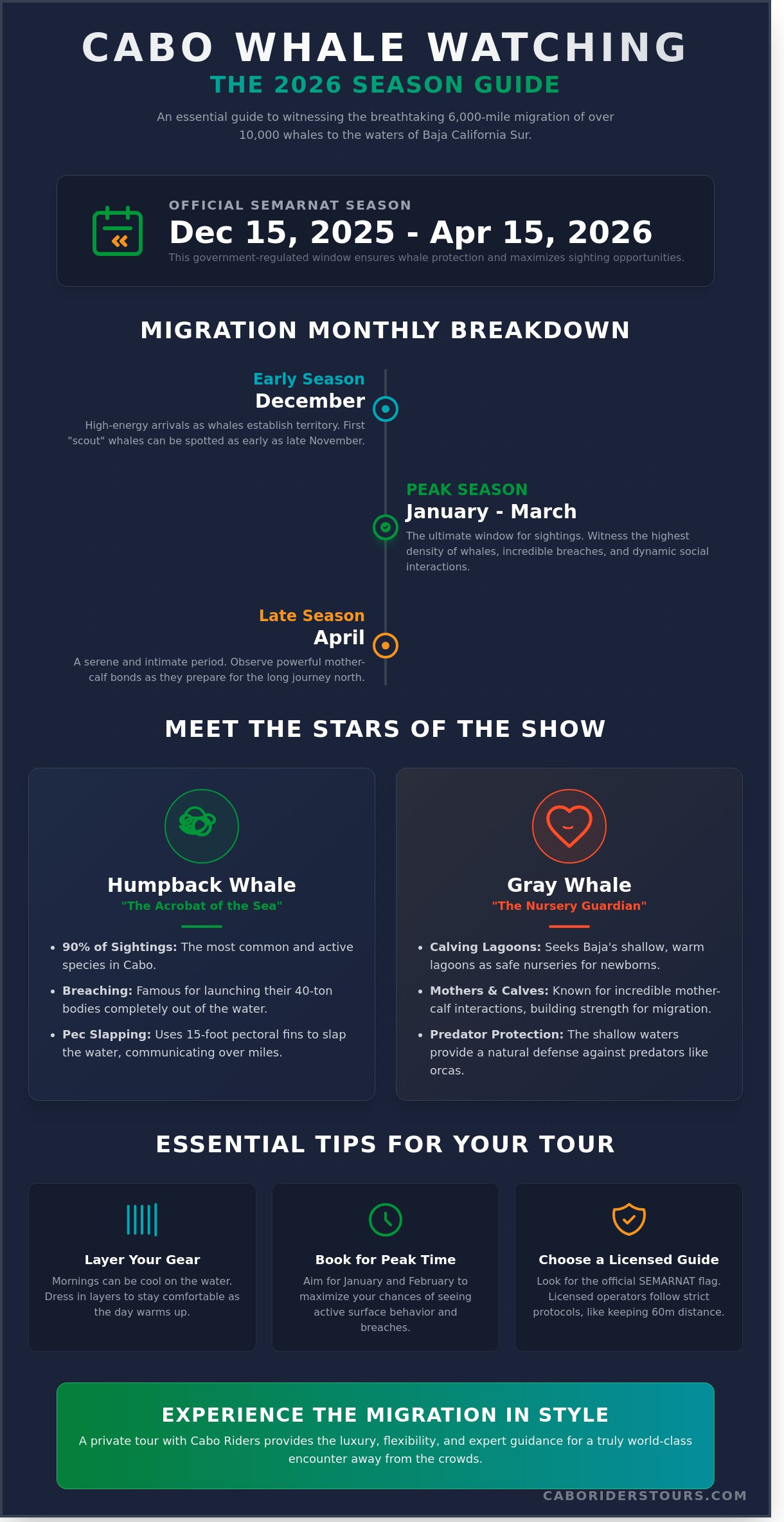 When is Whale Season in Cabo? The Ultimate 2026 Guide for San José del Cabo